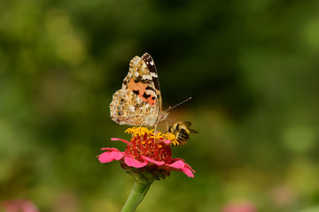 Schmetterling 119