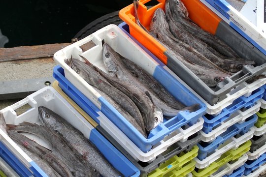 arrivage de poissons au port de p&ecirc;che,bretagne