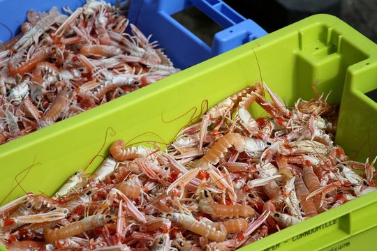 arrivage de langoustines au port de p&ecirc;che,bretagne