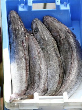 arrivage des poissons au port de p&ecirc;che,bretagne