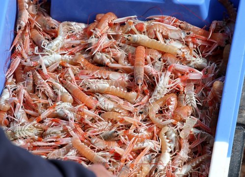 arrivage de langoustines au port de p&ecirc;che,bretagne