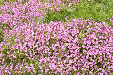 Fototapeta premium 芝桜の花花