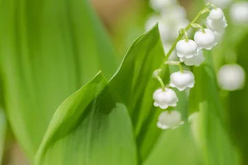 Lichtdoorlatende rolgordijnen Lelietje-van-dalen ドイツスズランの花