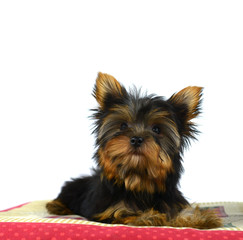 puppy of the Yorkshire Terrie