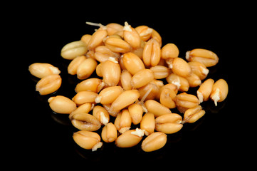 Wheat Germs on Black Background