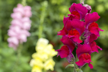 赤いキンギョソウの花