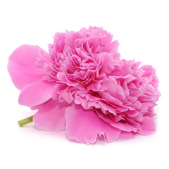 Pink Peony Flower Isolated on White Background