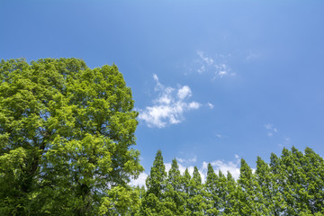 メタセコイアの並木と青空