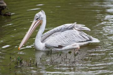 Pélican en balade sur l'étang