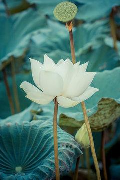 Fototapeta Beautiful white lotus flower and Lotus flower plants