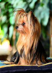 yorkshire terrier