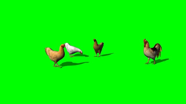rooster and chickens - green screen
