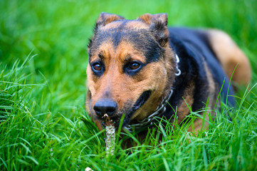 Funny dog on green grass