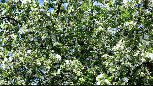 Apple tree with white blossom. Flowers on the branches