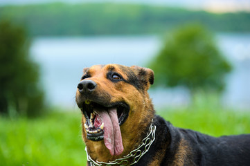 Happy dog on green grass