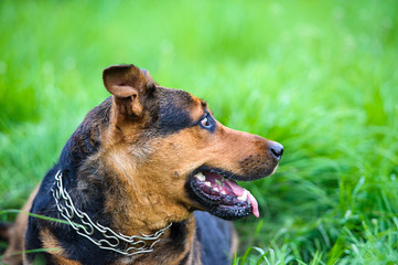 Happy dog on green grass