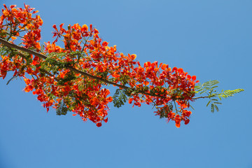 Peacock flowers on poinciana tree and the  blue sky background