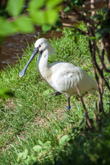 Eurasian Spoonbill
