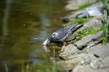 Curious pigeons
