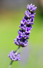 Gorgeous Lavender Purple flower and blurry background