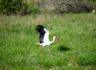 Stork fly in the natural habitat