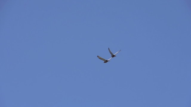 Pair of Birds in the Clear Sky