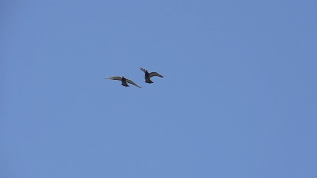 Pigeon pair in the blue sky
