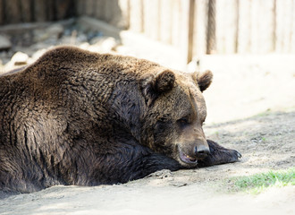 Brown bear