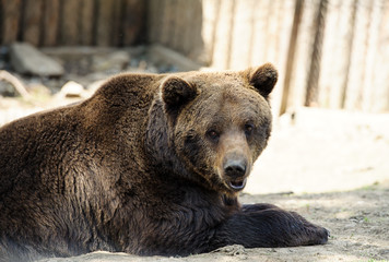 Brown bear