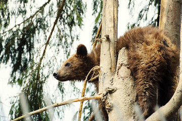 Bear Cub in Tree