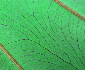 Green leaf macro