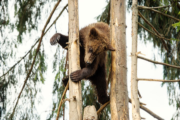 Bear Cub in Tree