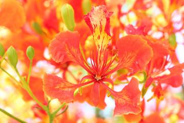 Flame Tree Flower.