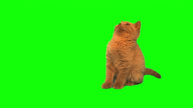 Скачать мемы с котами на грин скрин