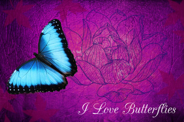 I love butterflies