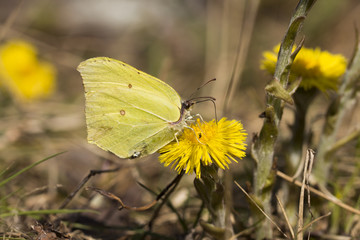 butterfly on the white background