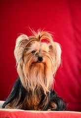 yorkshire terrier