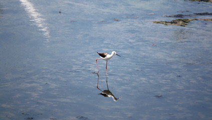 Black-winged Stilt (Himantopus himantopus).