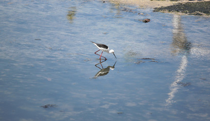 Black-winged Stilt (Himantopus himantopus).