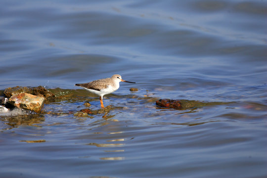 Terek Sandpiper