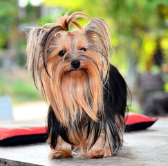 yorkshire terrier