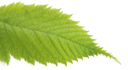 Green leaf with dew drops on white background