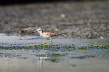 Nordmann's or Spotted greenshank (Tringa guttifer) in Japan