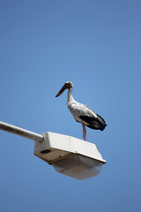 big stork standing on top electricity post.
