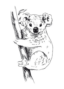 Hand drawing koala. Vector illustration
