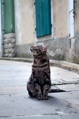 Gato curioso
