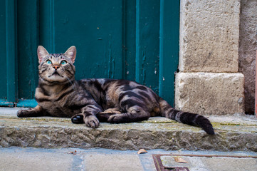 Gatto sulla soglia