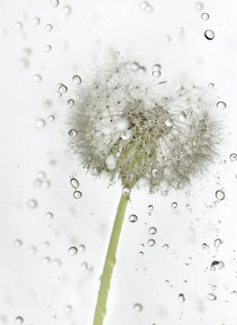 Droplets dandelion.