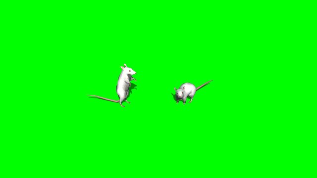 white rats - green screen