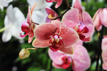 orchids